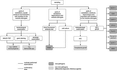 Pathogen Screening for Possible Causes of Meningitis/Encephalitis in Wild Carnivores From Saxony-Anhalt